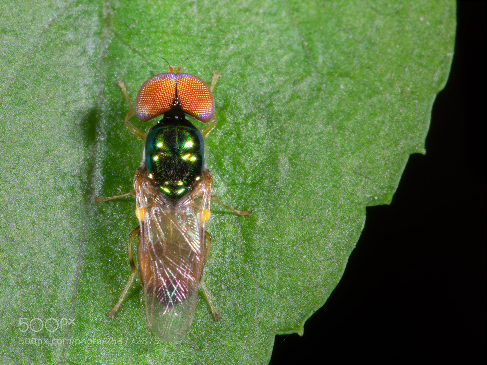 Olympus OM-D E-M1 sample photo. Fly photography