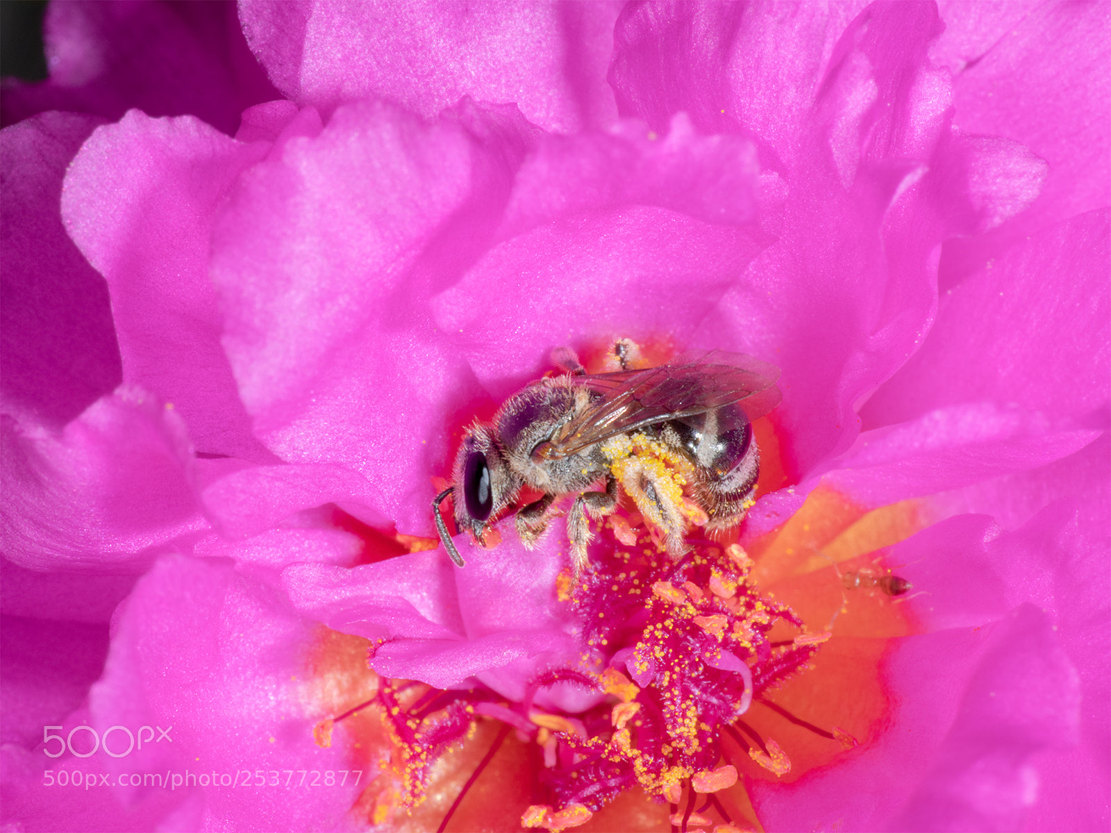 Olympus OM-D E-M1 sample photo. Bee photography