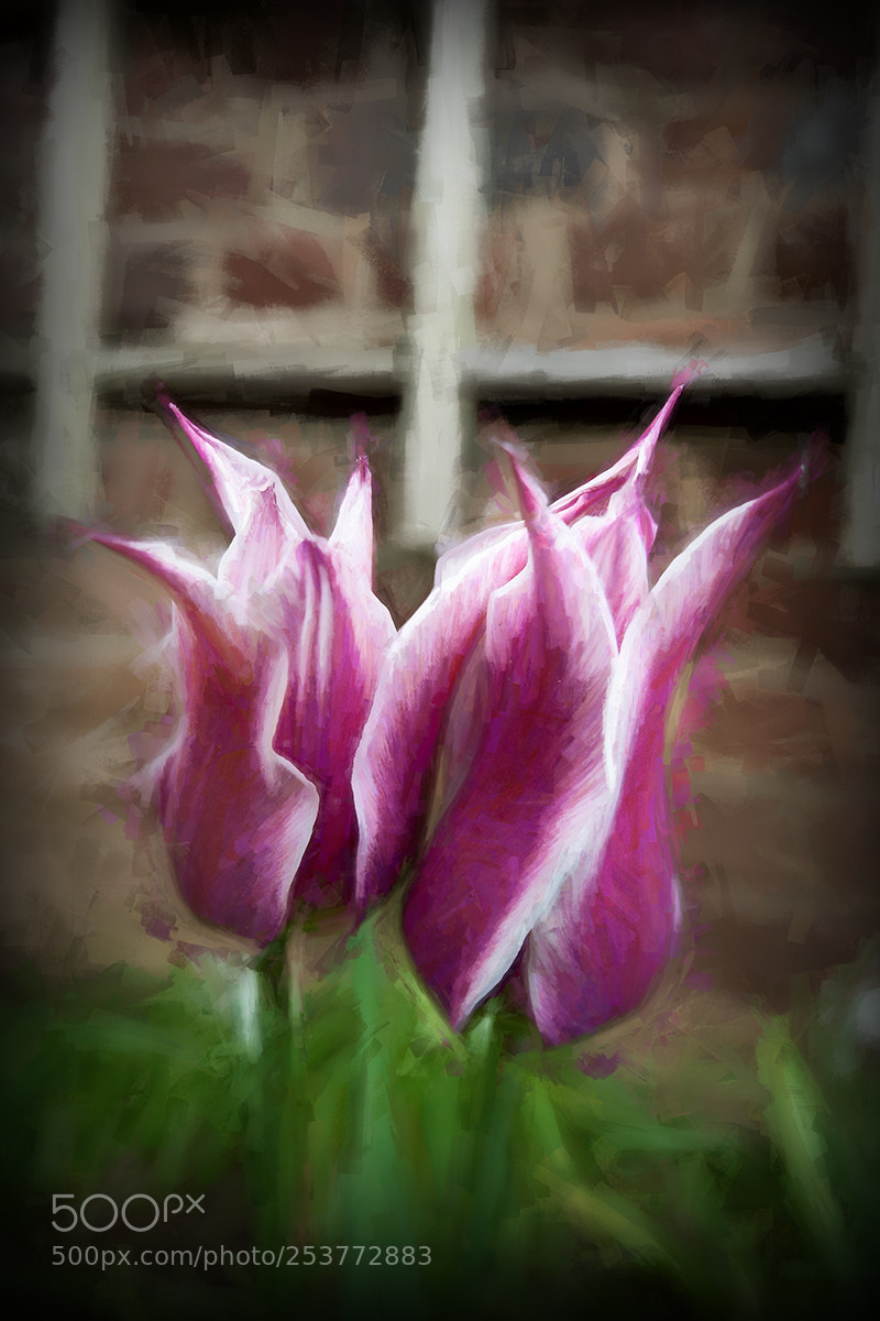 Panasonic Lumix DMC-LX100 sample photo. Not my day ... photography