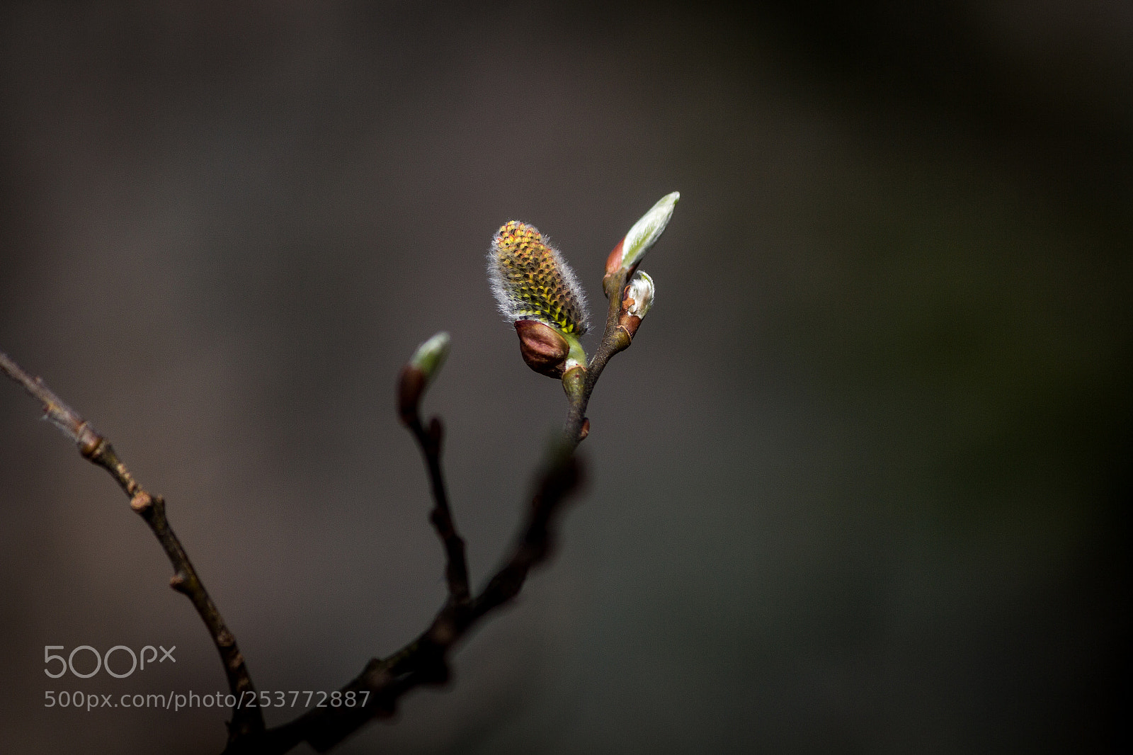 Canon EOS 60D sample photo. Finally, springtime. photography