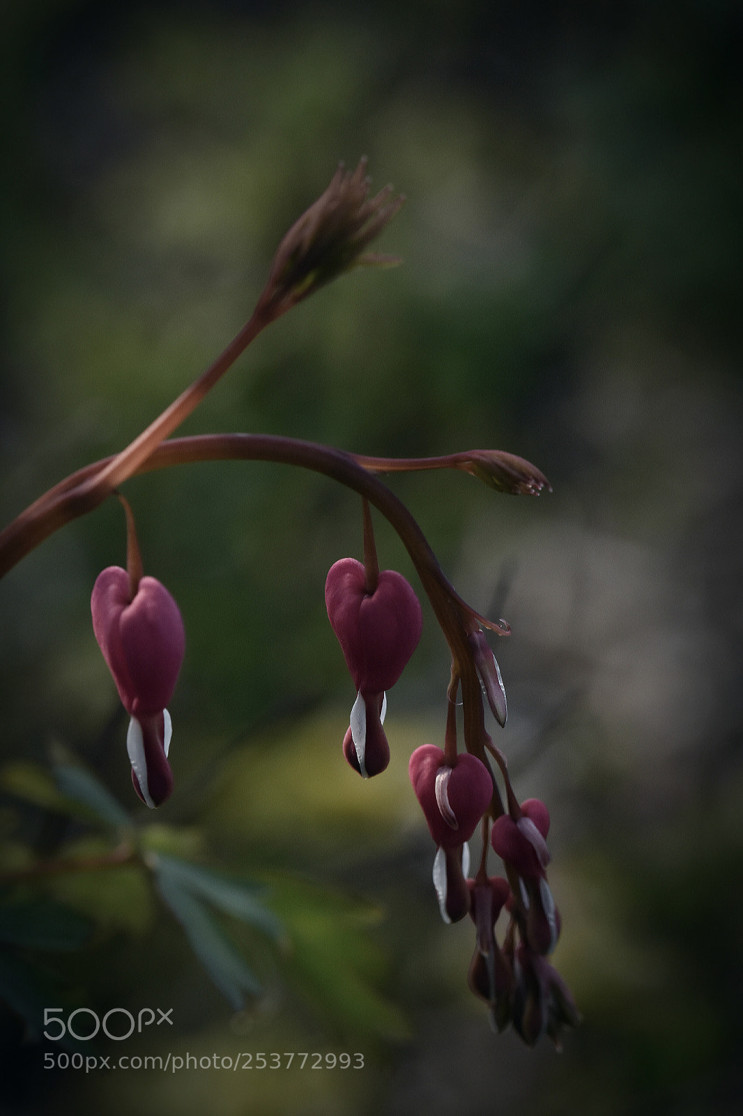 Nikon D5500 sample photo. Love is in the photography