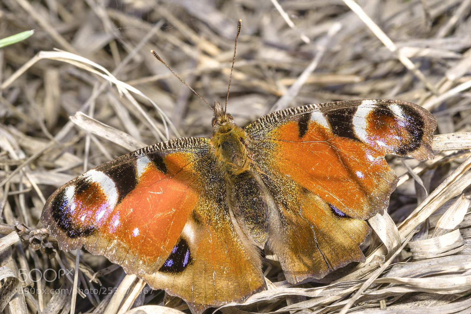 Sony a6000 sample photo. Butterfly 28 photography
