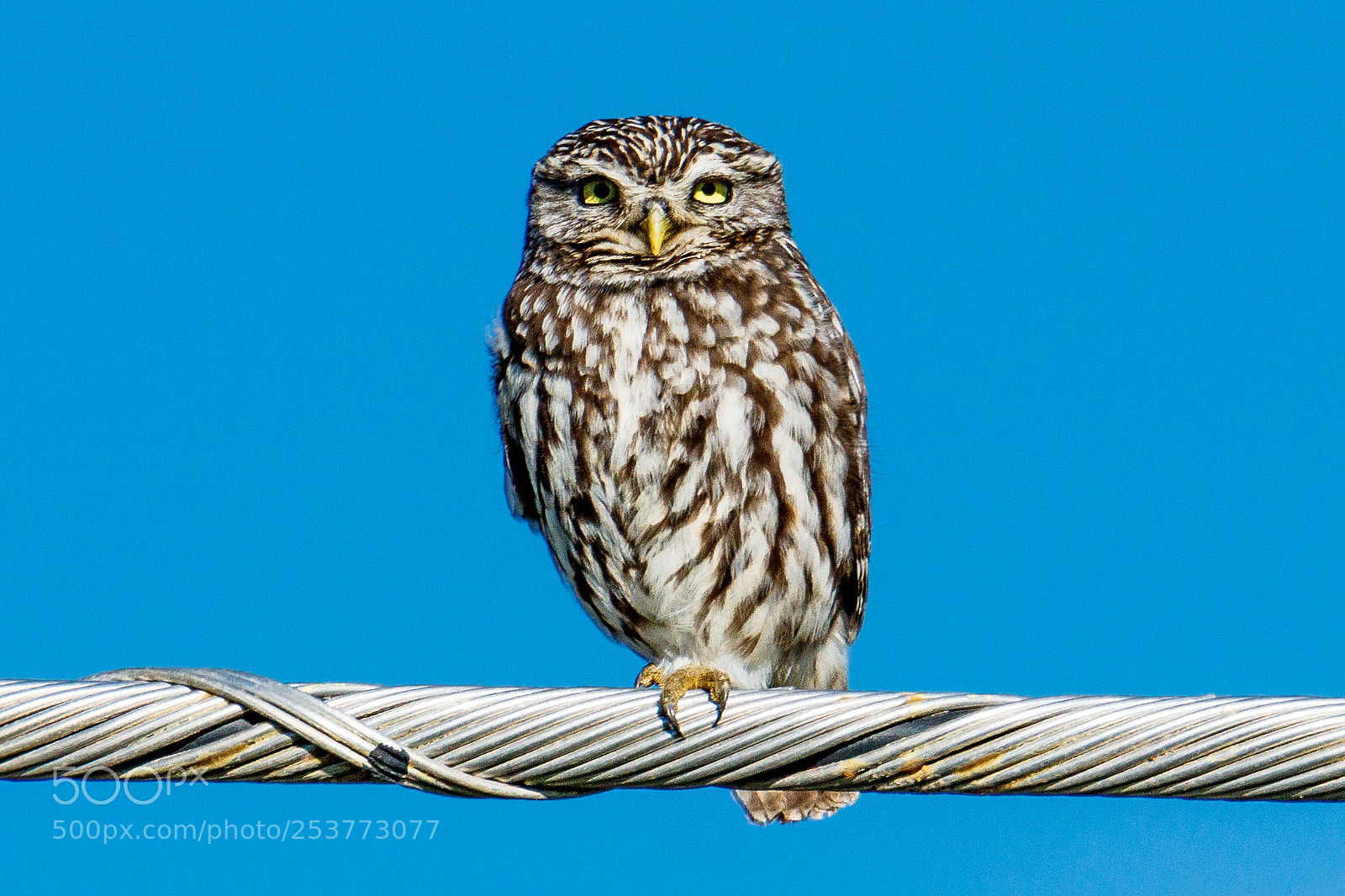 Canon EOS 80D sample photo. Little owl photography
