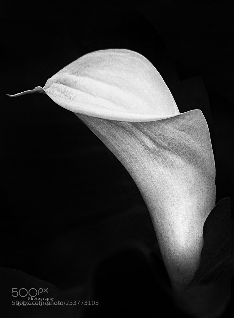 Canon EOS 40D sample photo. Arum photography