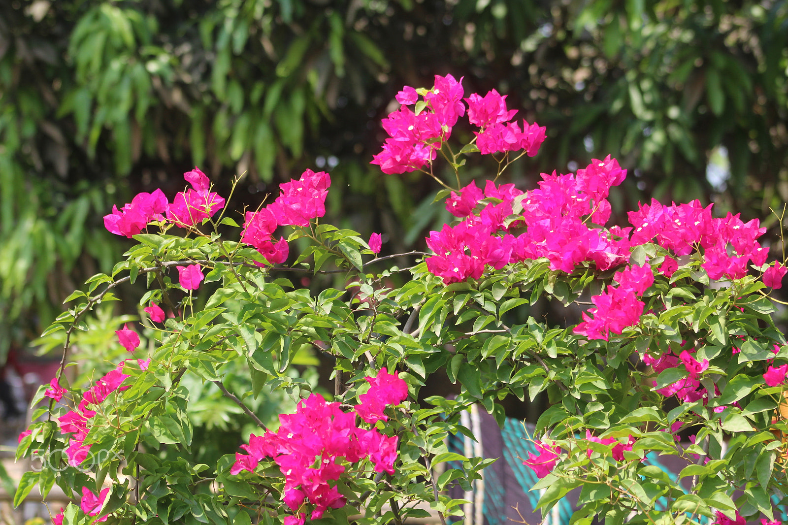 Canon EF 75-300mm f/4-5.6 sample photo. Too much rugged flowers photography