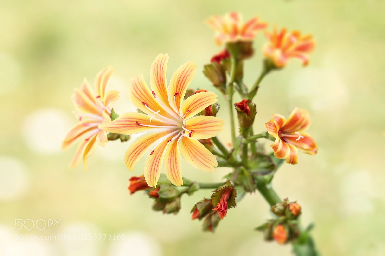 Canon EOS 5D Mark IV sample photo. Flower photography