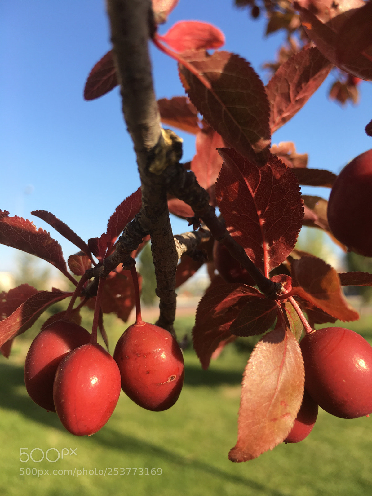 Apple iPhone 6s Plus sample photo. Sweety... photography