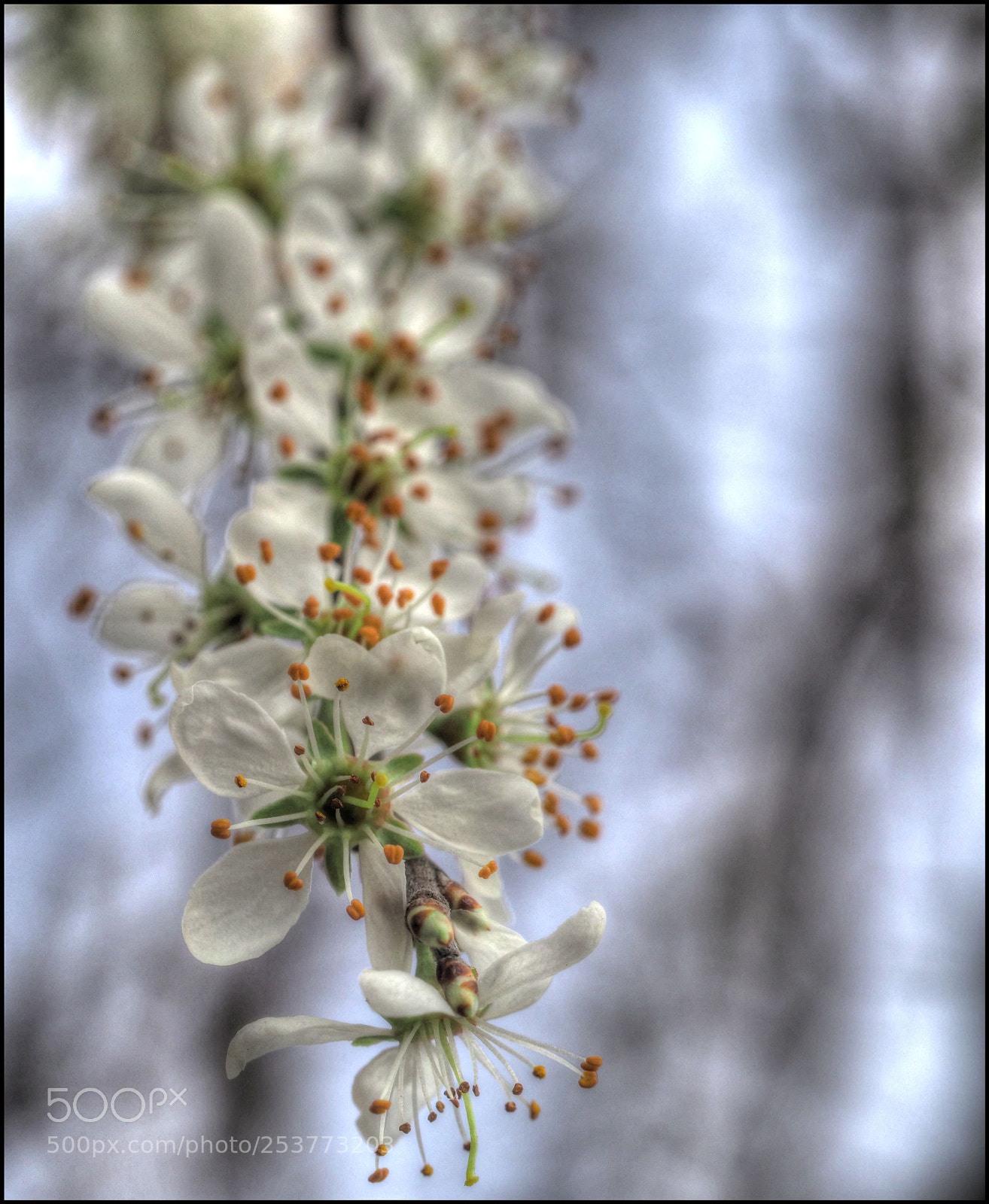Olympus OM-D E-M1 Mark II sample photo. S c h w photography