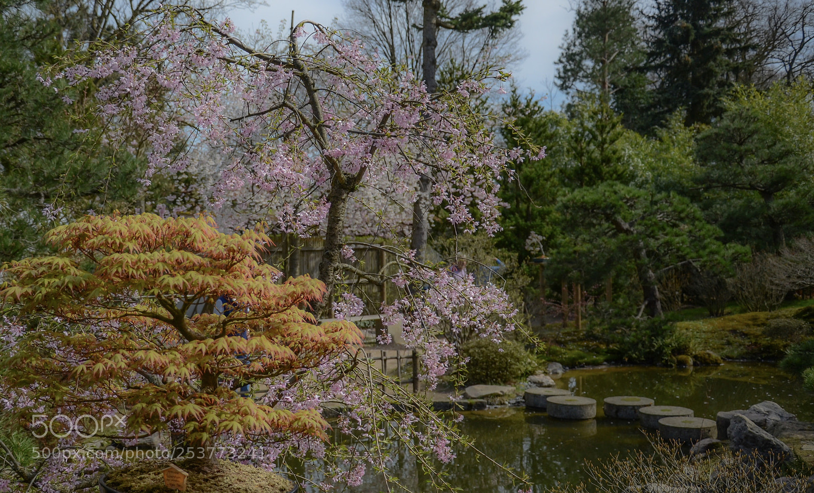 Nikon D7000 sample photo. Japanese garden photography