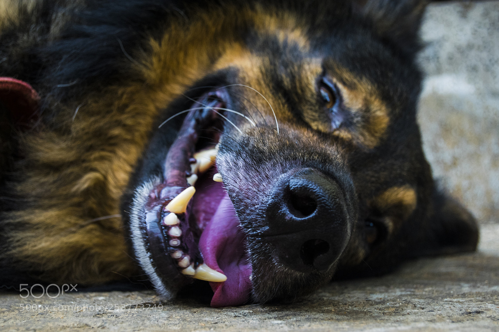 Nikon D5300 sample photo. Happy dog photography
