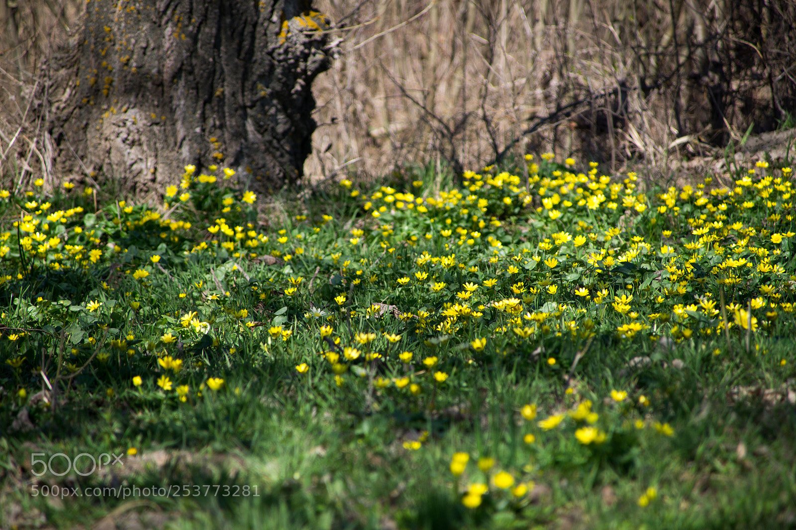 Sony SLT-A58 sample photo. Dsc photography