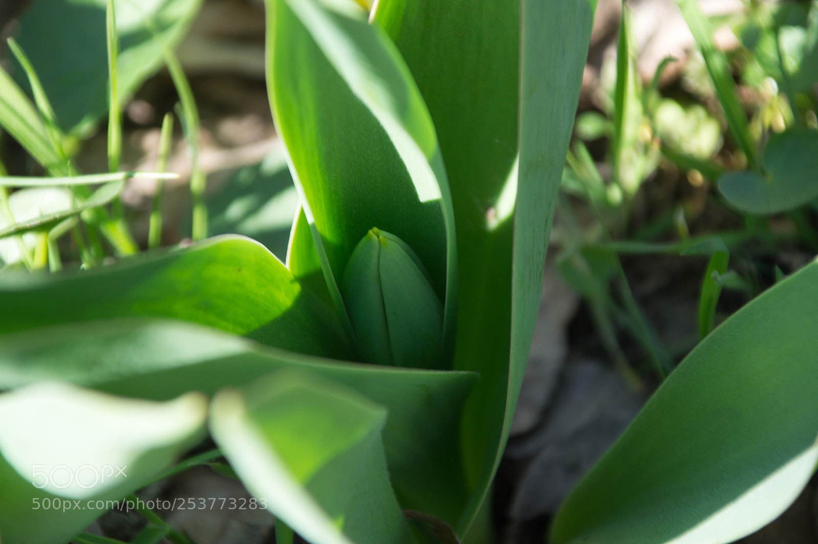 Sony SLT-A58 sample photo. Dsc photography