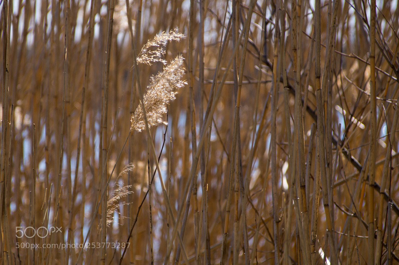 Sony SLT-A58 sample photo. Dsc photography