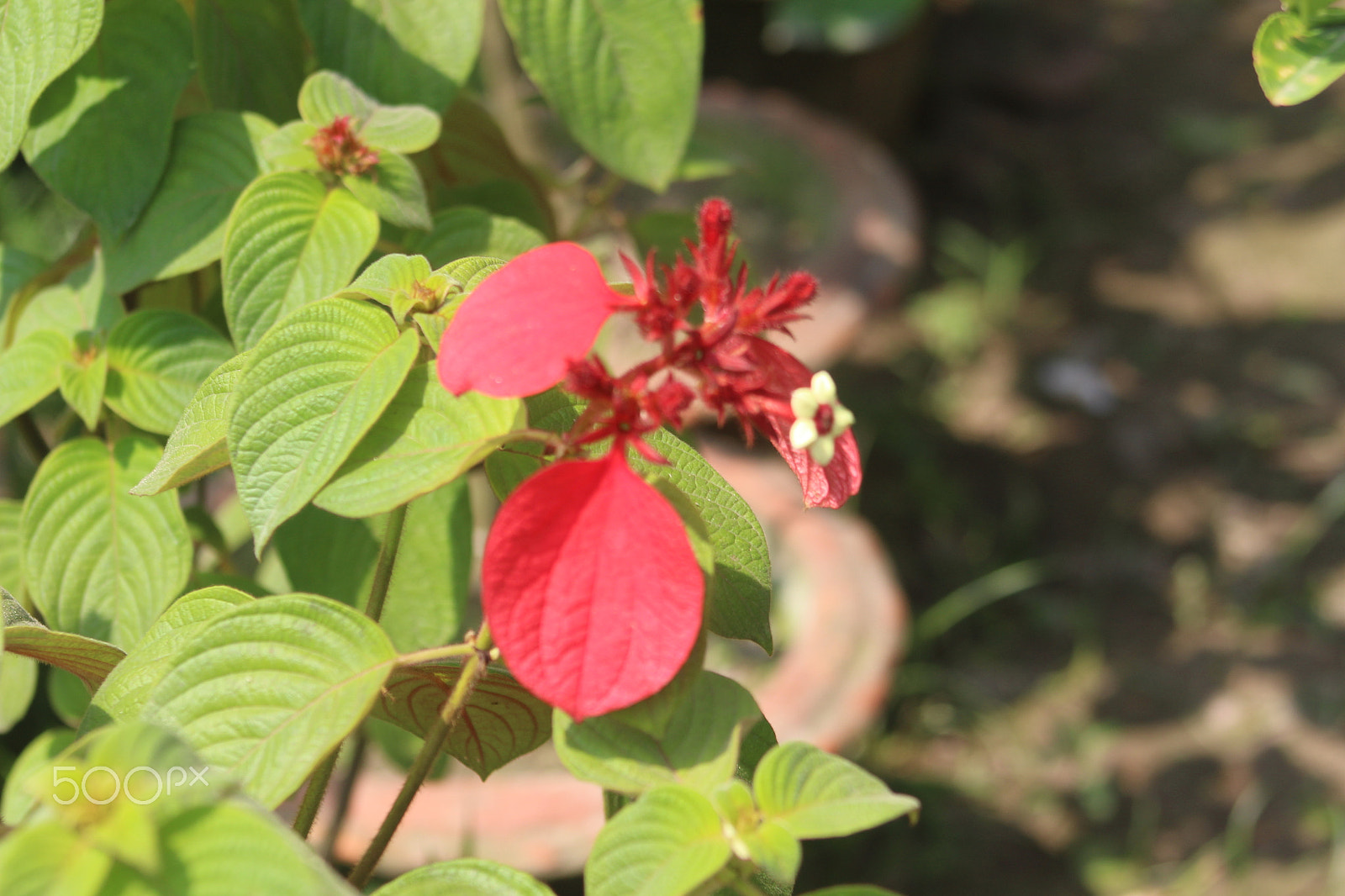 Canon EF 75-300mm f/4-5.6 sample photo. This is beautiful flowers photography