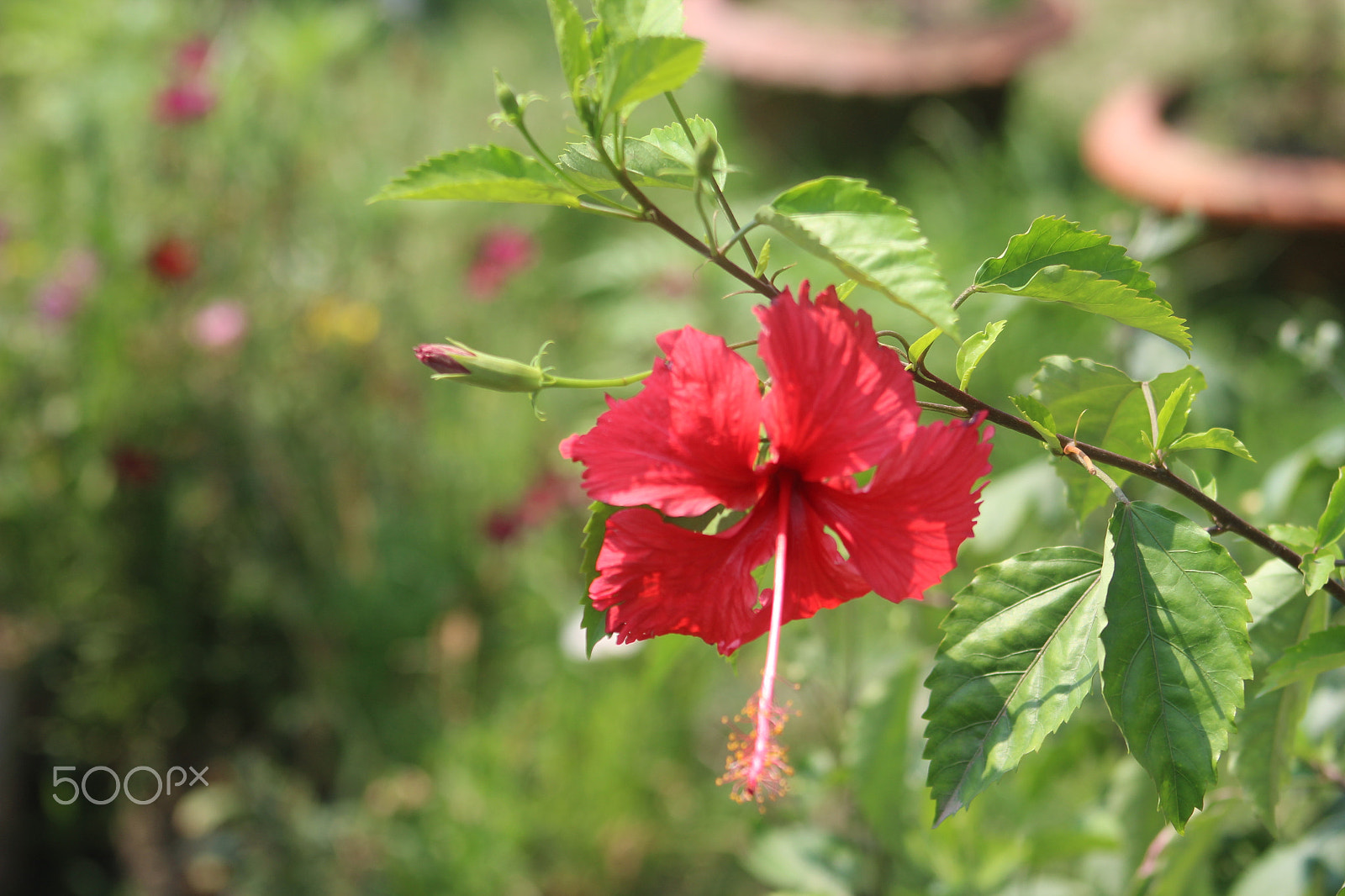 Canon EF 75-300mm f/4-5.6 sample photo. China rose is beautiful photography