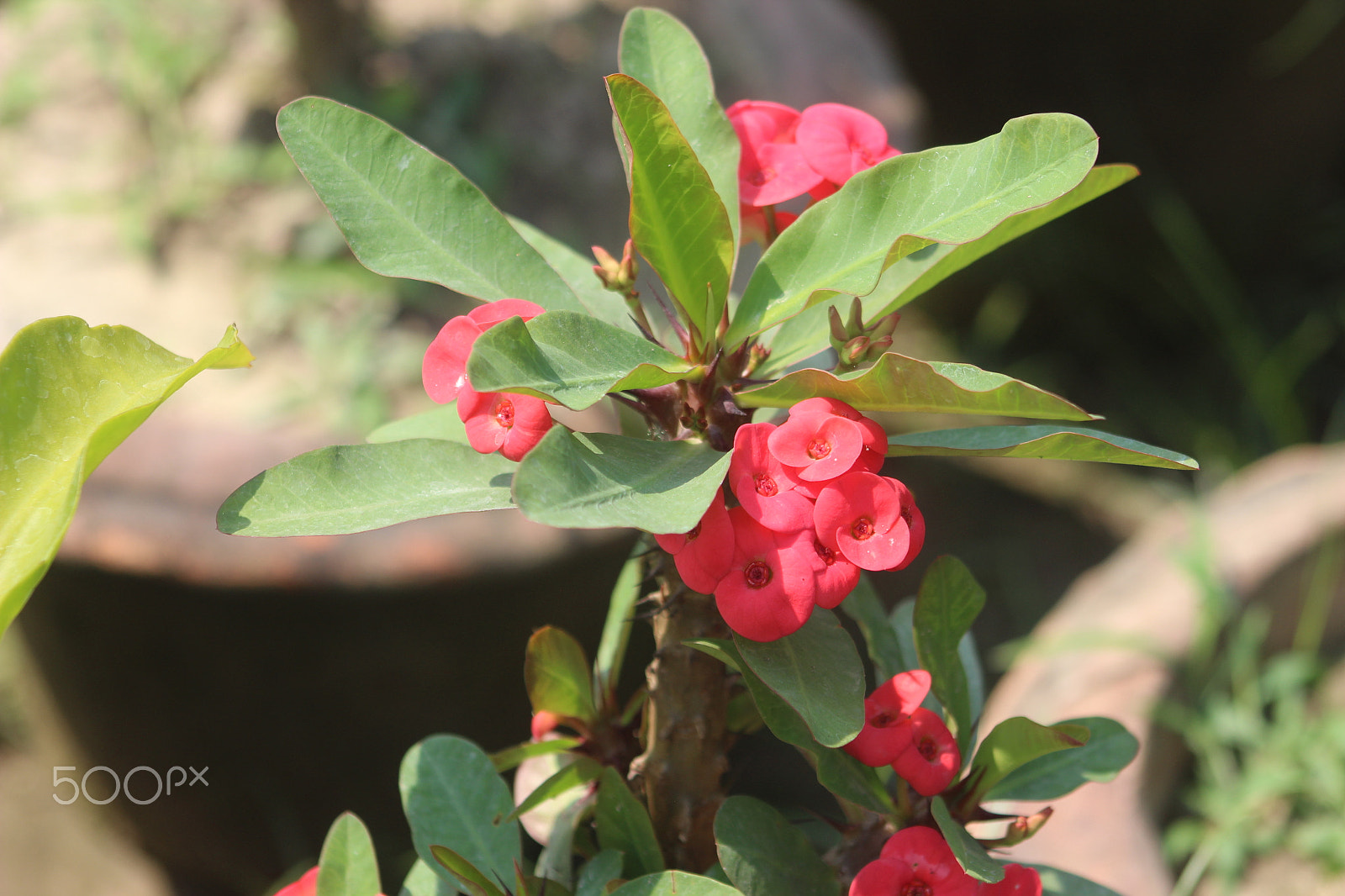 Canon EF 75-300mm f/4-5.6 sample photo. Beautiful flower tree photography