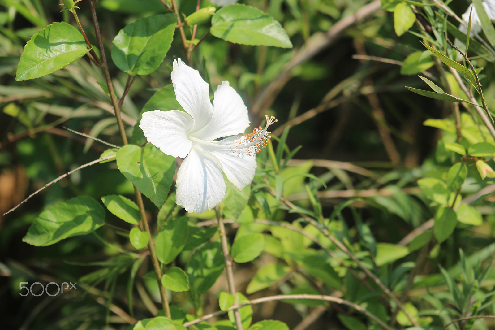 Canon EF 75-300mm f/4-5.6 sample photo. White color flower photography