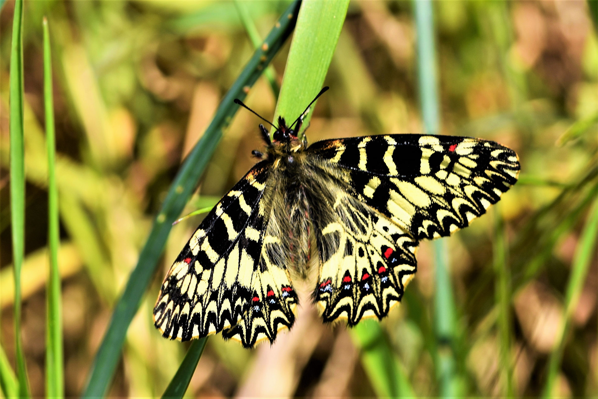 Nikon D7200 + Sigma 105mm F2.8 EX DG OS HSM sample photo. Southern festoon photography