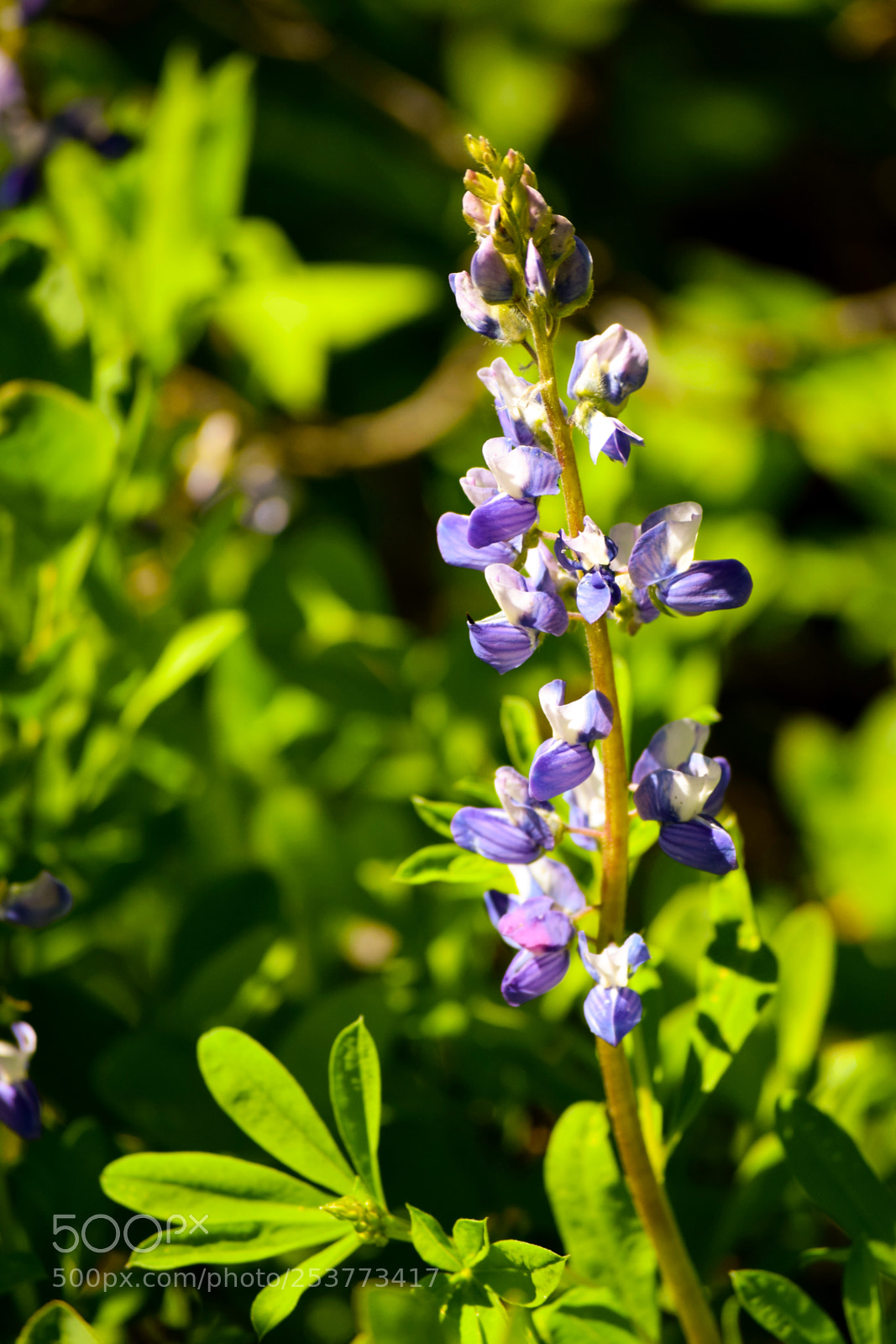 Nikon D3300 sample photo. Blooming photography