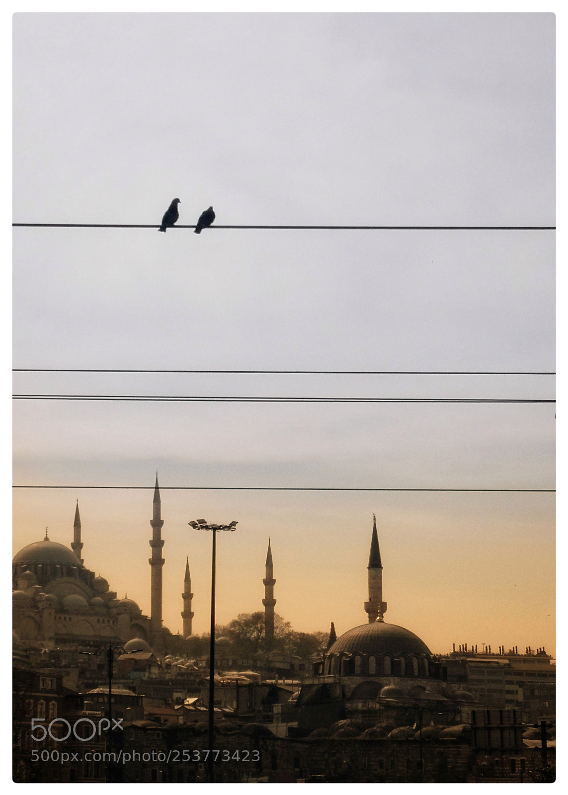 HUAWEI Mate 10 Pro sample photo. Birds on wire photography
