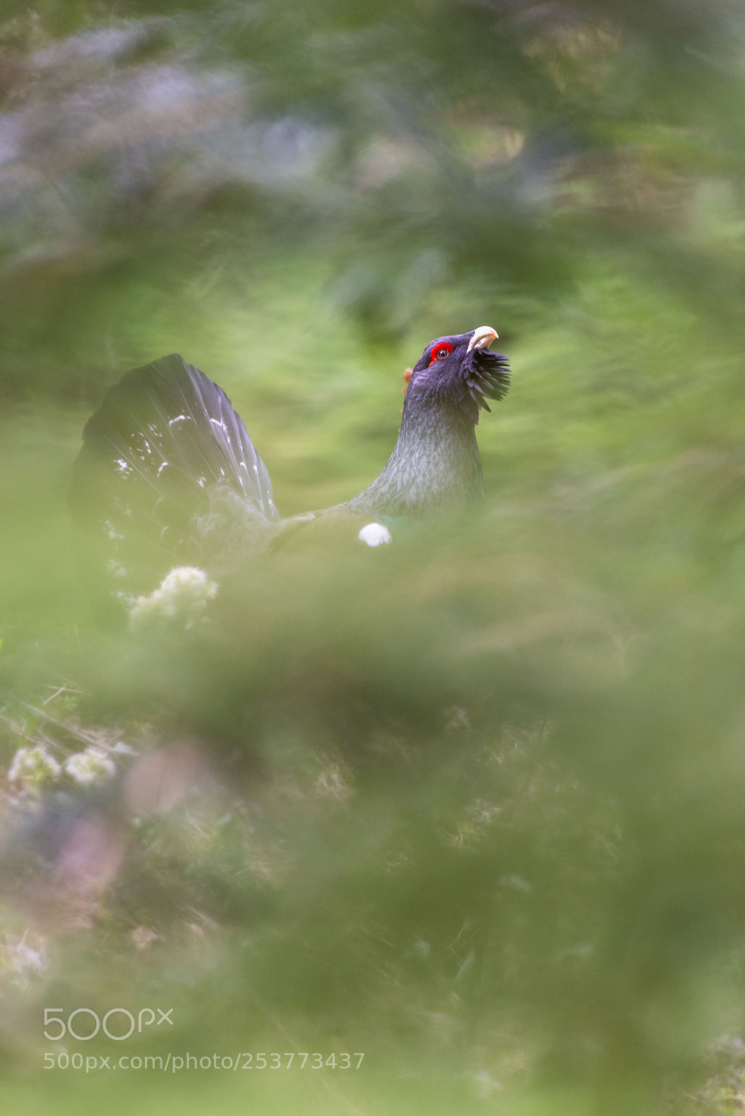 Nikon D610 sample photo. Capercaillie - mating season photography