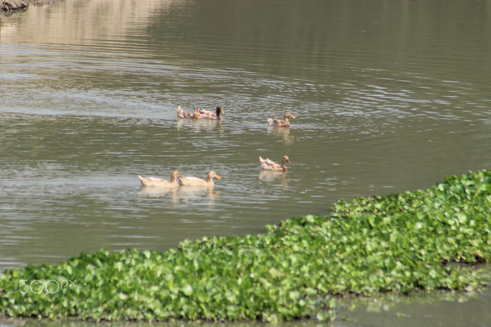 Canon EF 75-300mm f/4-5.6 sample photo. Beautiful duck with water photography