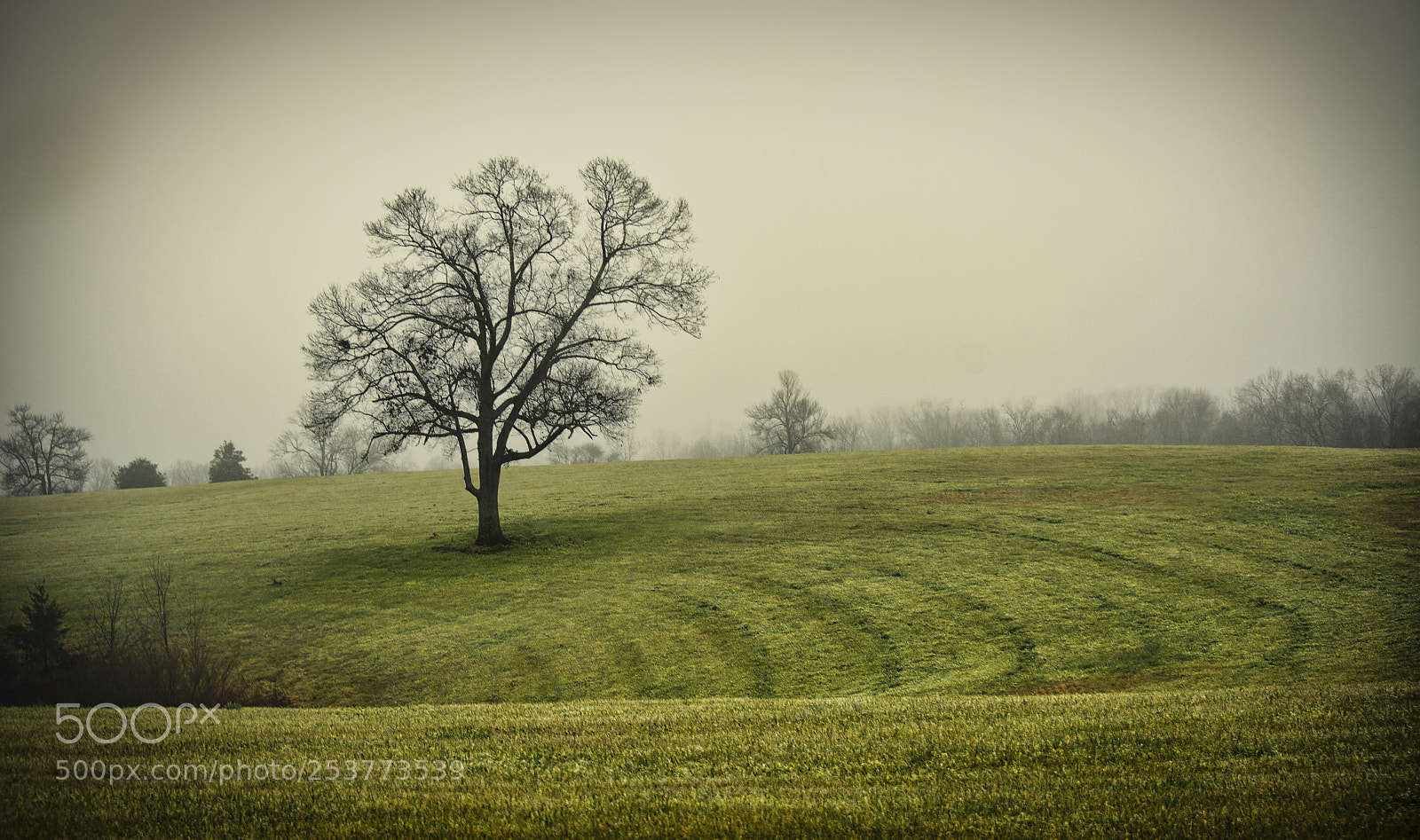 Nikon D7100 sample photo. Tree at dawn photography