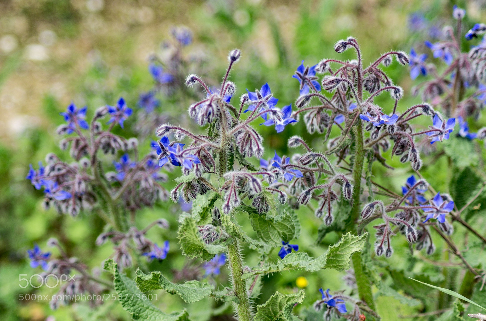 Pentax K-5 sample photo. Untitled photography