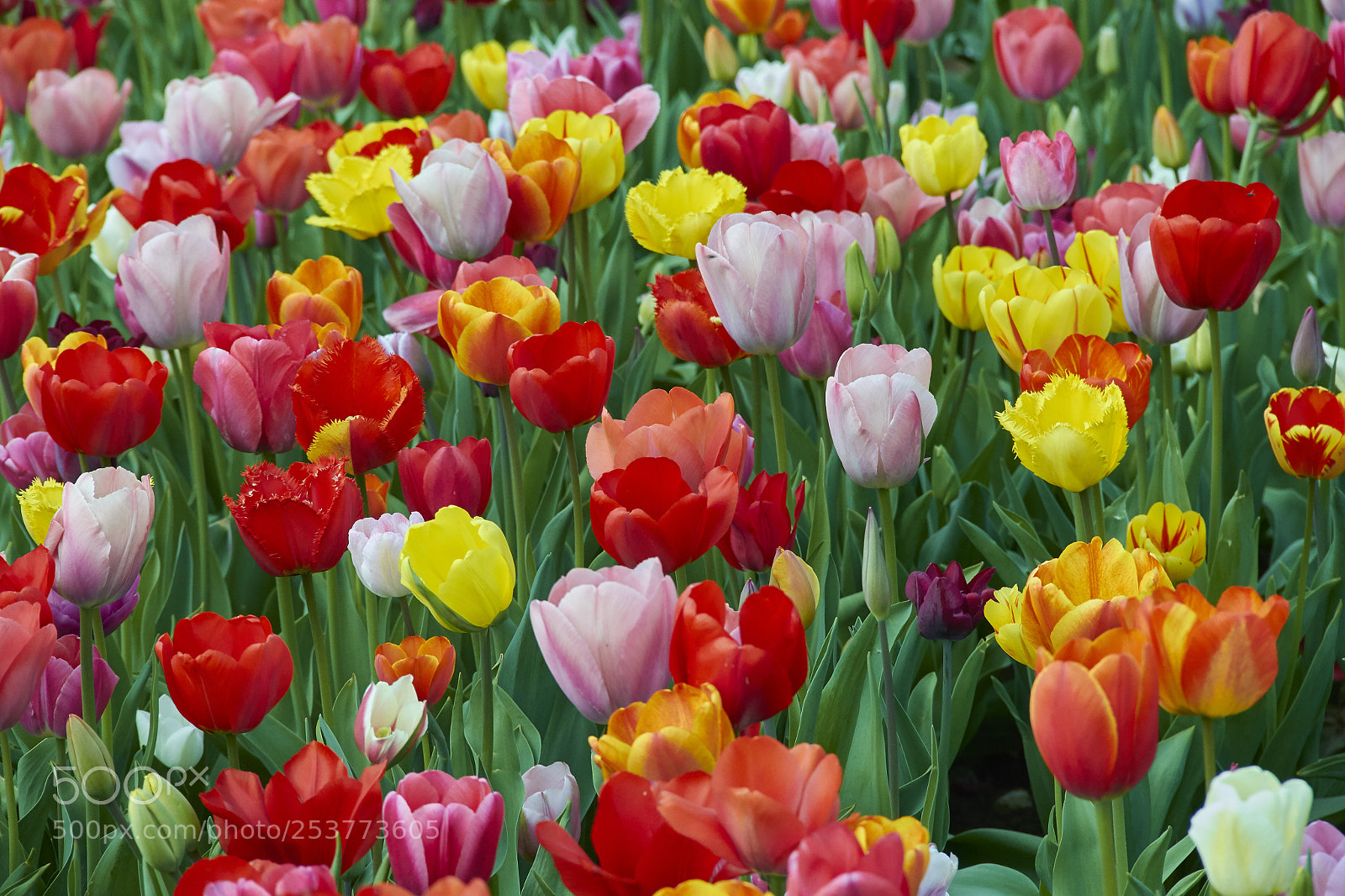 Canon EOS 60D sample photo. Tulips photography