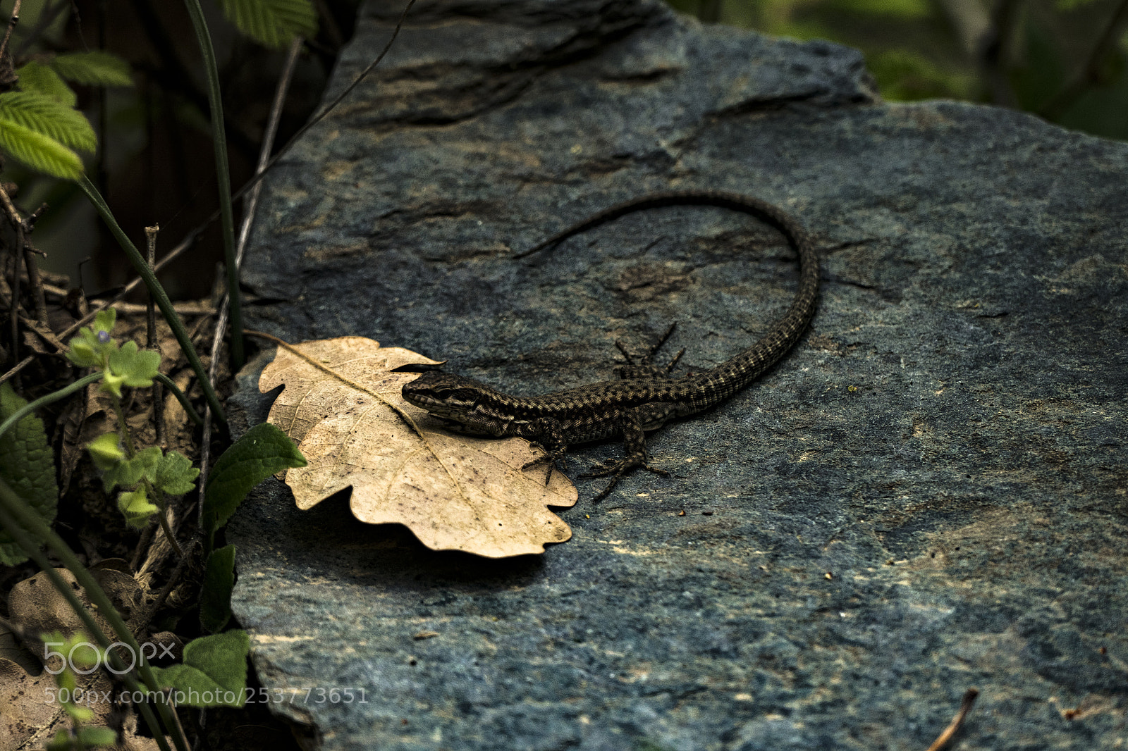 Panasonic Lumix DMC-FZ1000 sample photo. Lizard photography