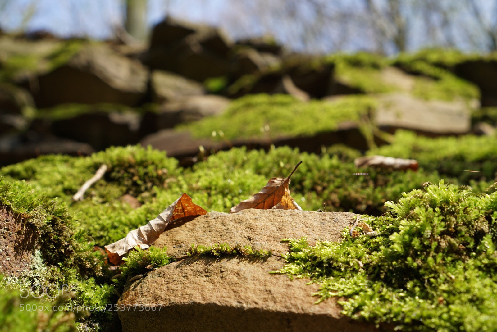 Sony a6000 sample photo. Moss photography