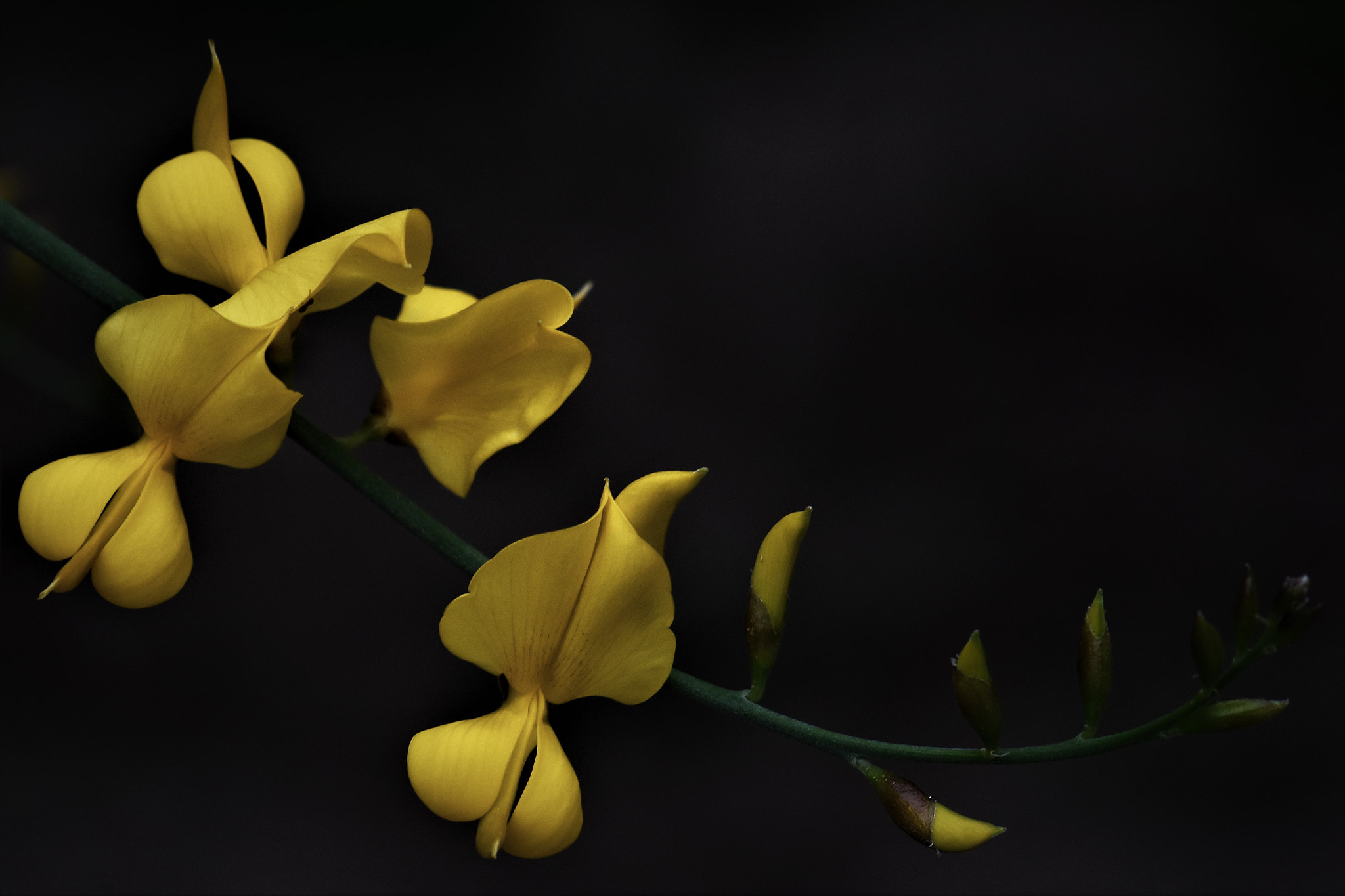Nikon AF-S Micro-Nikkor 105mm F2.8G IF-ED VR sample photo. Branch . . . photography