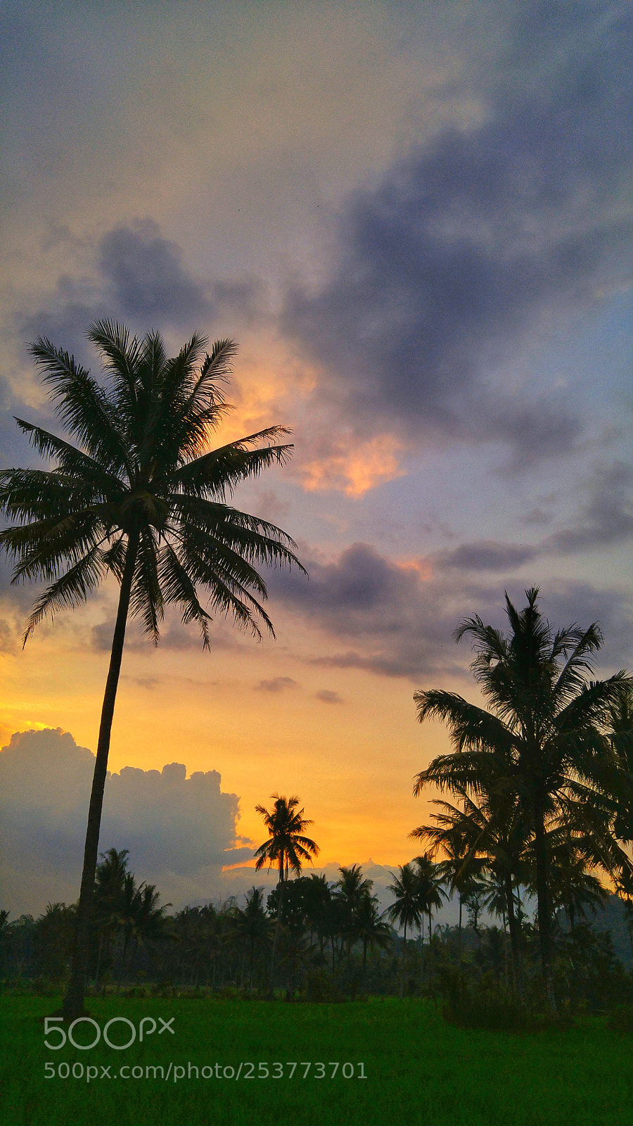 LG G4 sample photo. Untitled photography