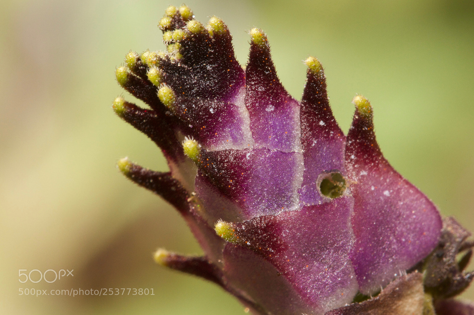 Canon EOS 7D sample photo. Budding succulent flower photography