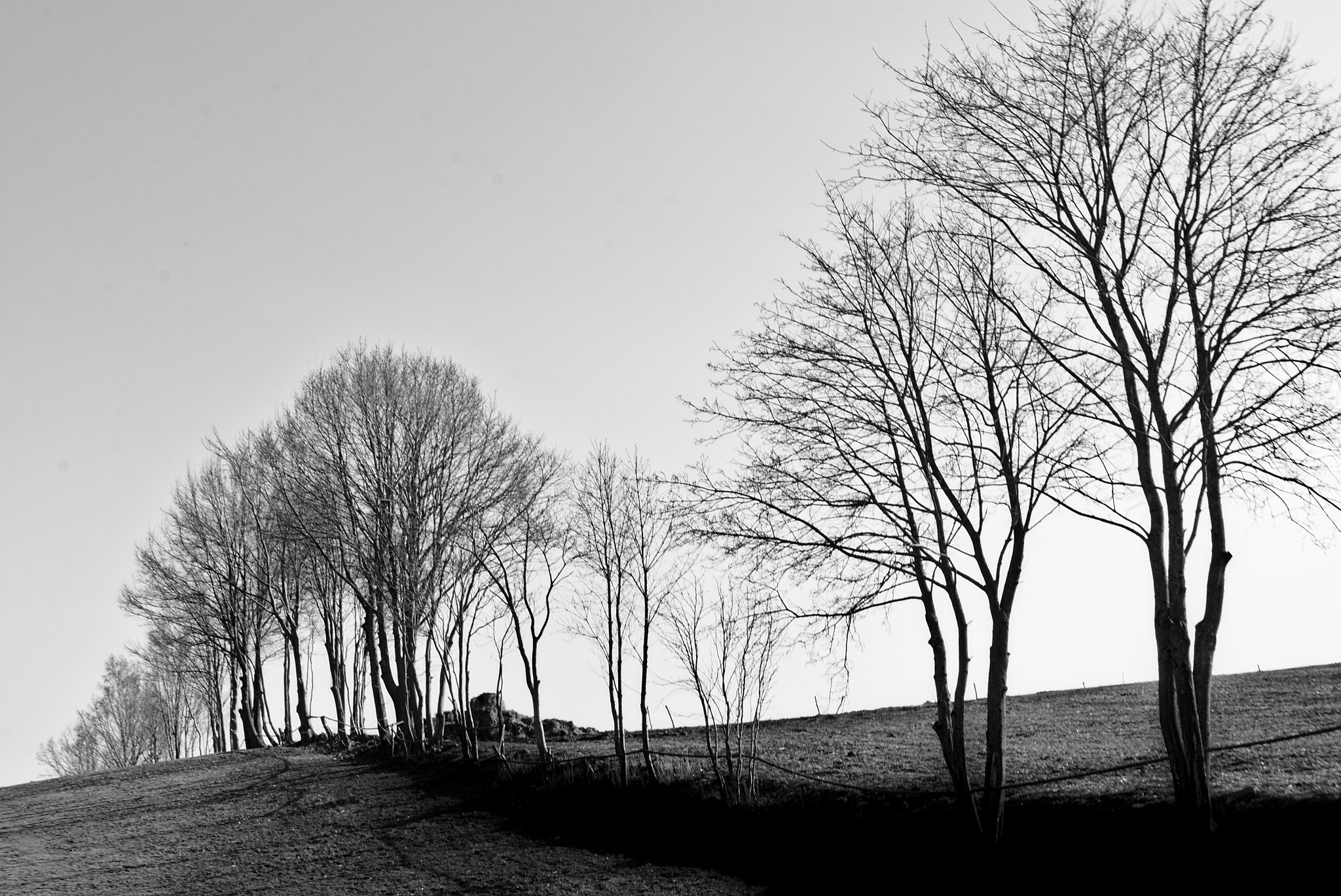 Sony E 35mm F1.8 OSS sample photo. Trees photography