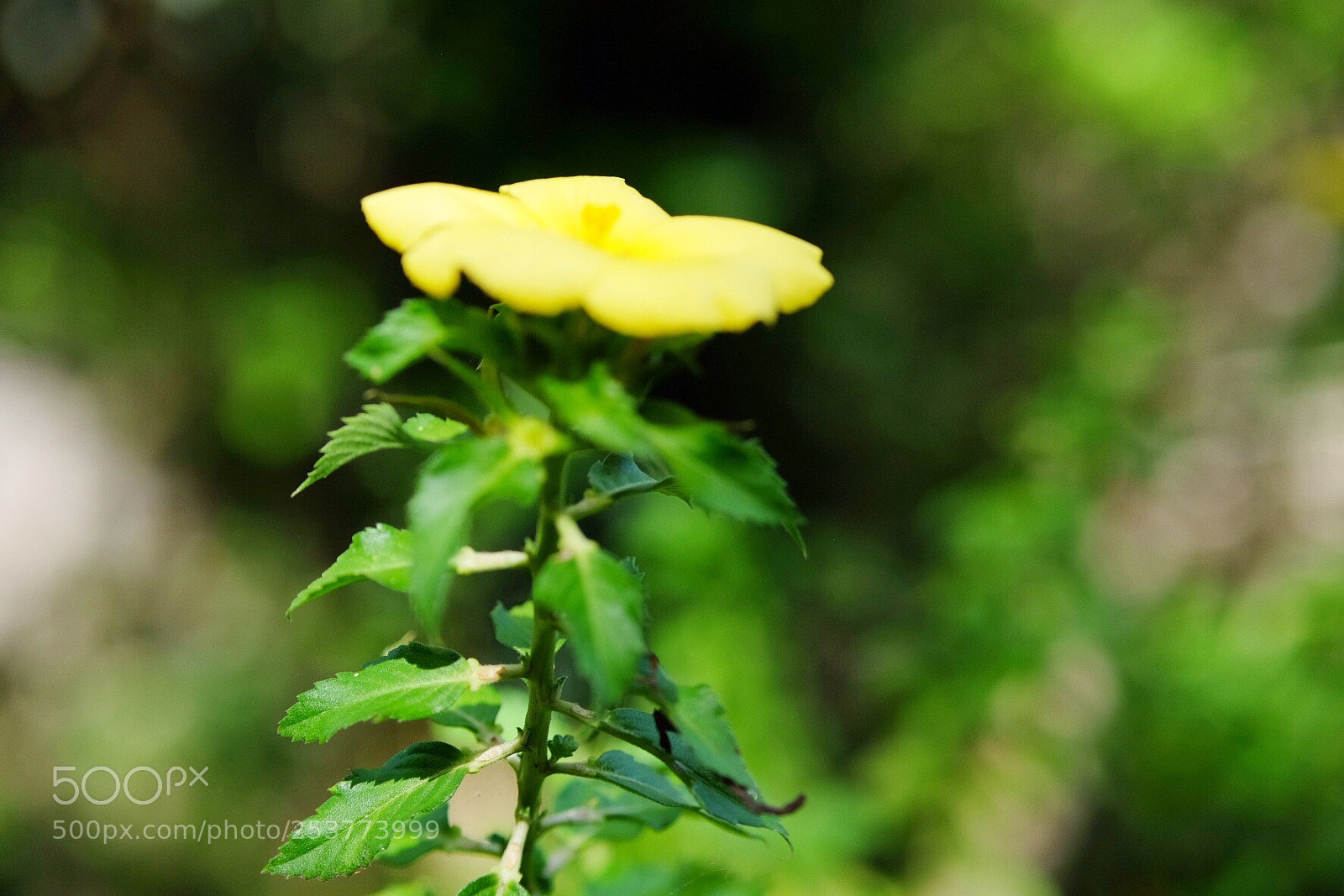 Fujifilm X-T10 sample photo. Seule  photography