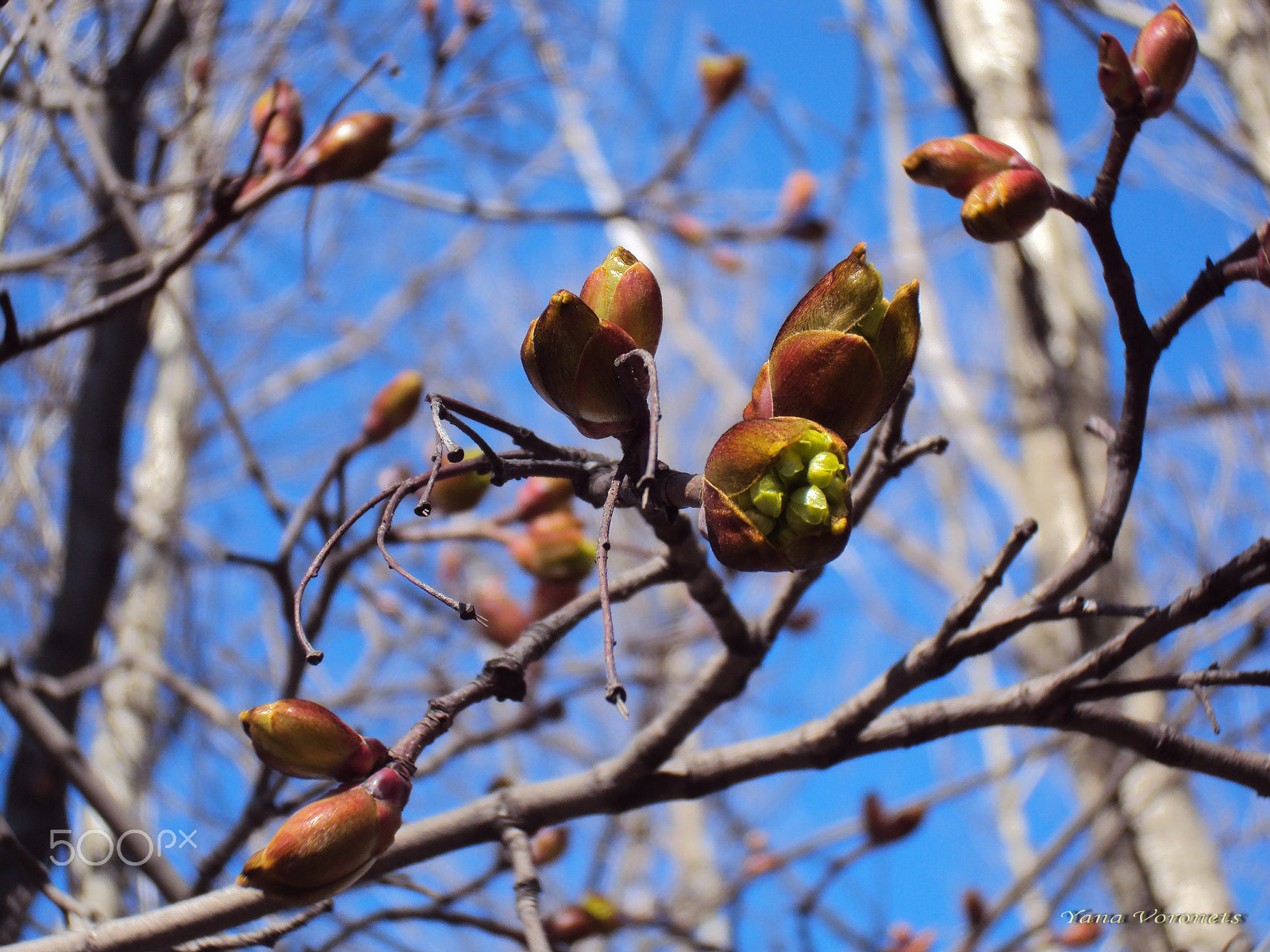 Sony DSC-W190 sample photo. Spring forest photography