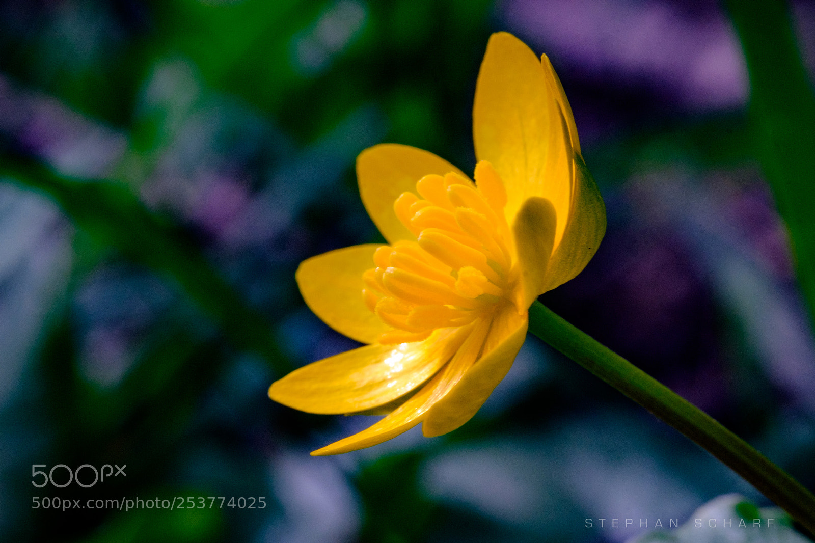 Fujifilm X-T10 sample photo. Buttercup photography