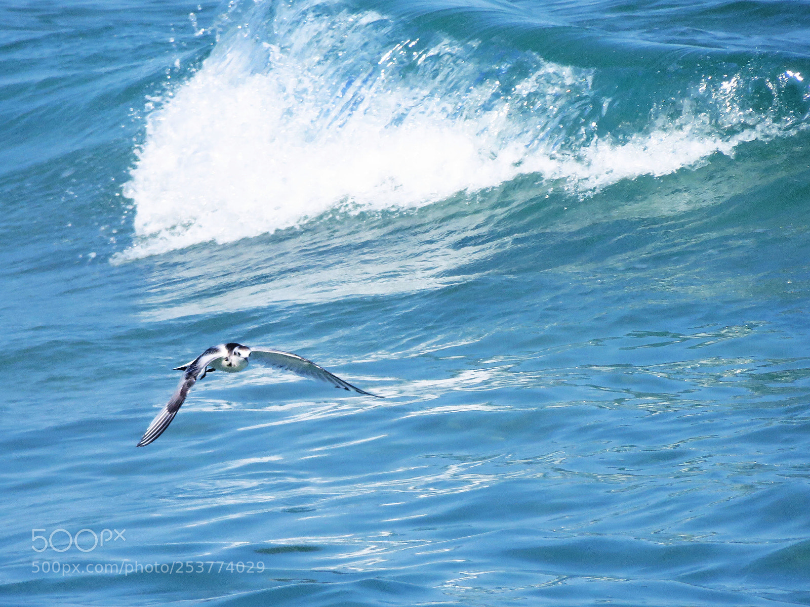 Canon PowerShot SX270 HS sample photo. Little gull (larus minutus) photography