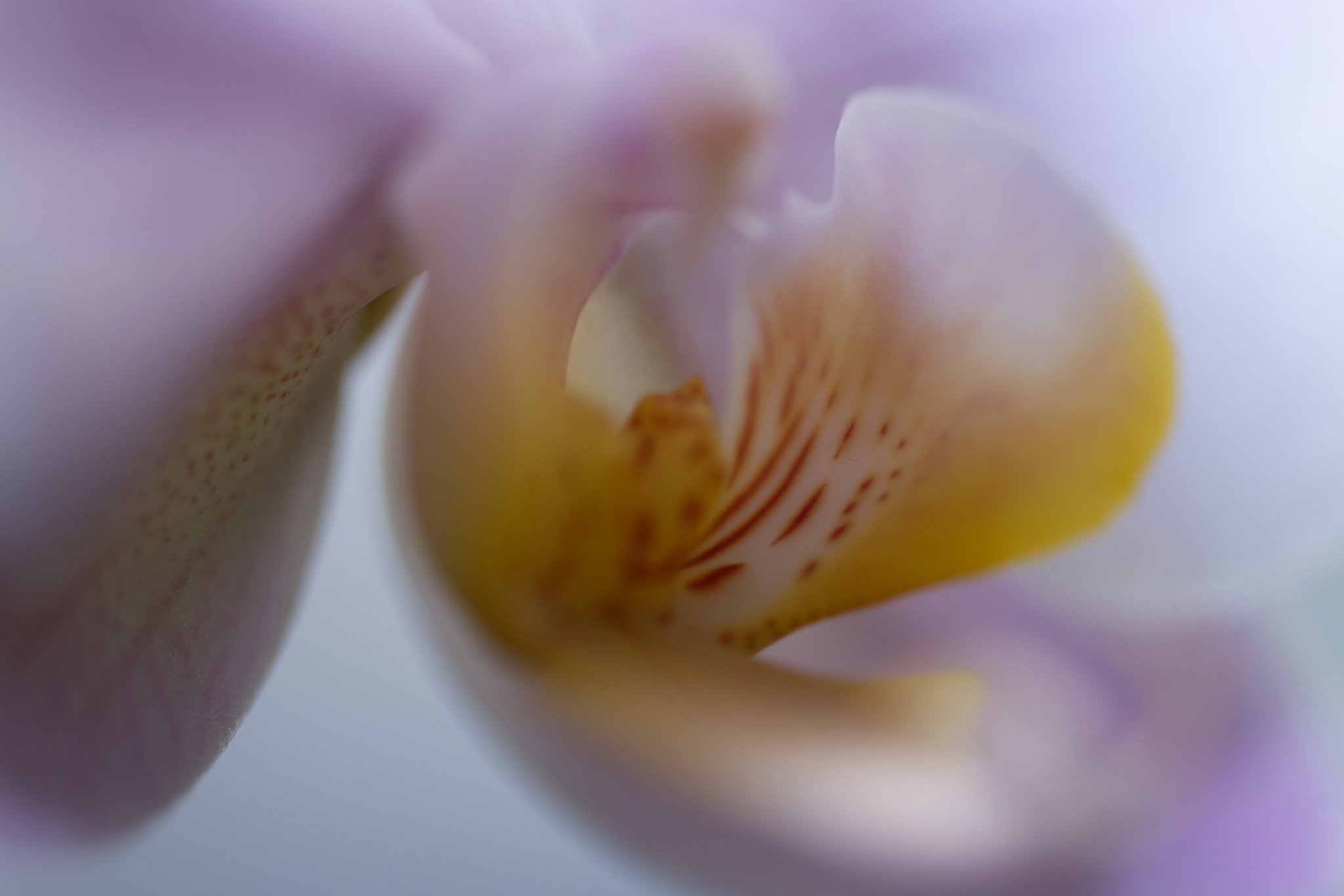 Sigma 105mm F2.8 EX DG OS HSM sample photo. At home photography