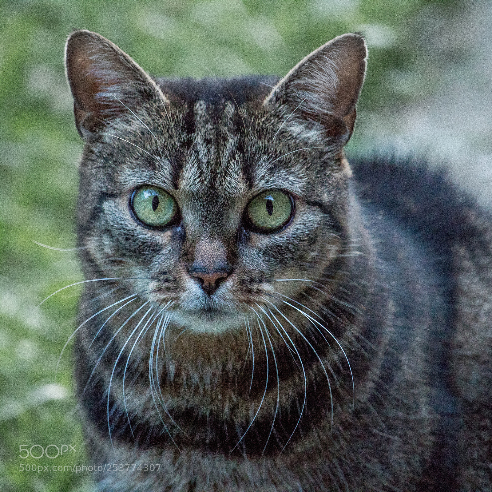 Canon EOS 1300D (EOS Rebel T6 / EOS Kiss X80) sample photo. Green eyes photography