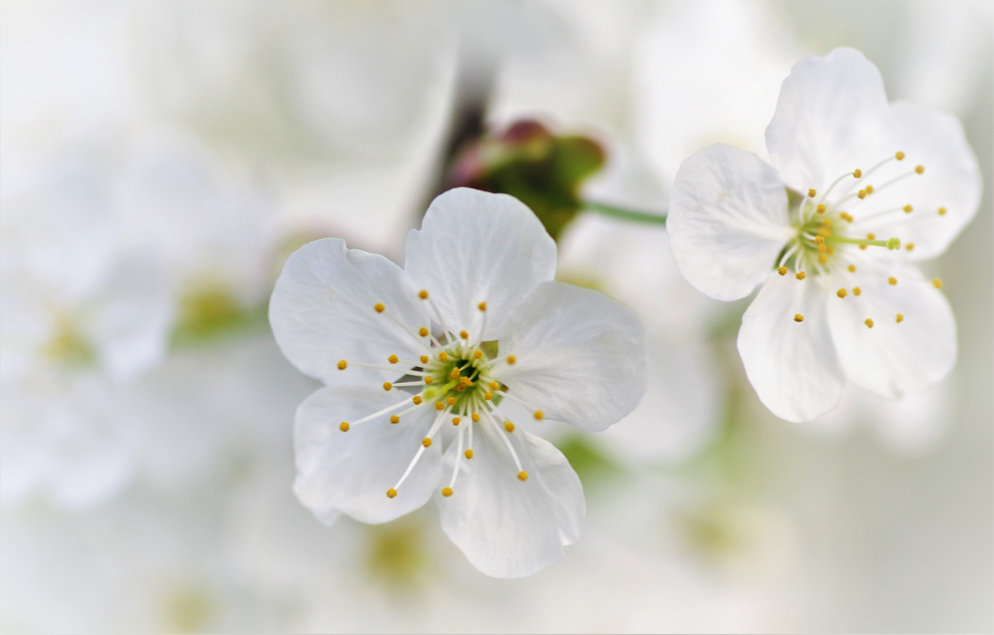 Pentax K-70 + Pentax smc D-FA 100mm F2.8 Macro WR sample photo. Cherry photography