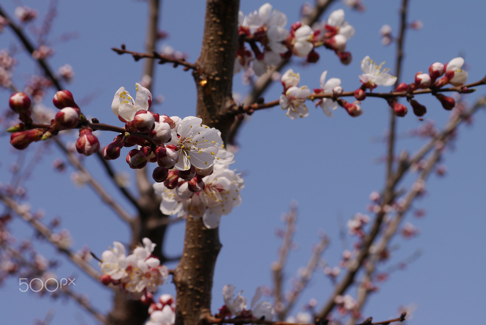 Panasonic Lumix DMC-GX1 sample photo. Spring cherry blossoms, pink flowers. photography