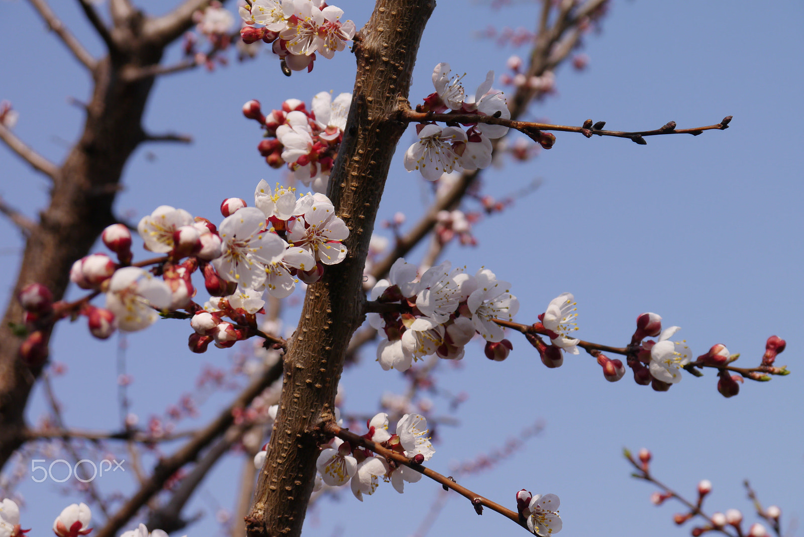 Panasonic Lumix DMC-GX1 sample photo. Spring cherry blossoms, pink flowers. photography