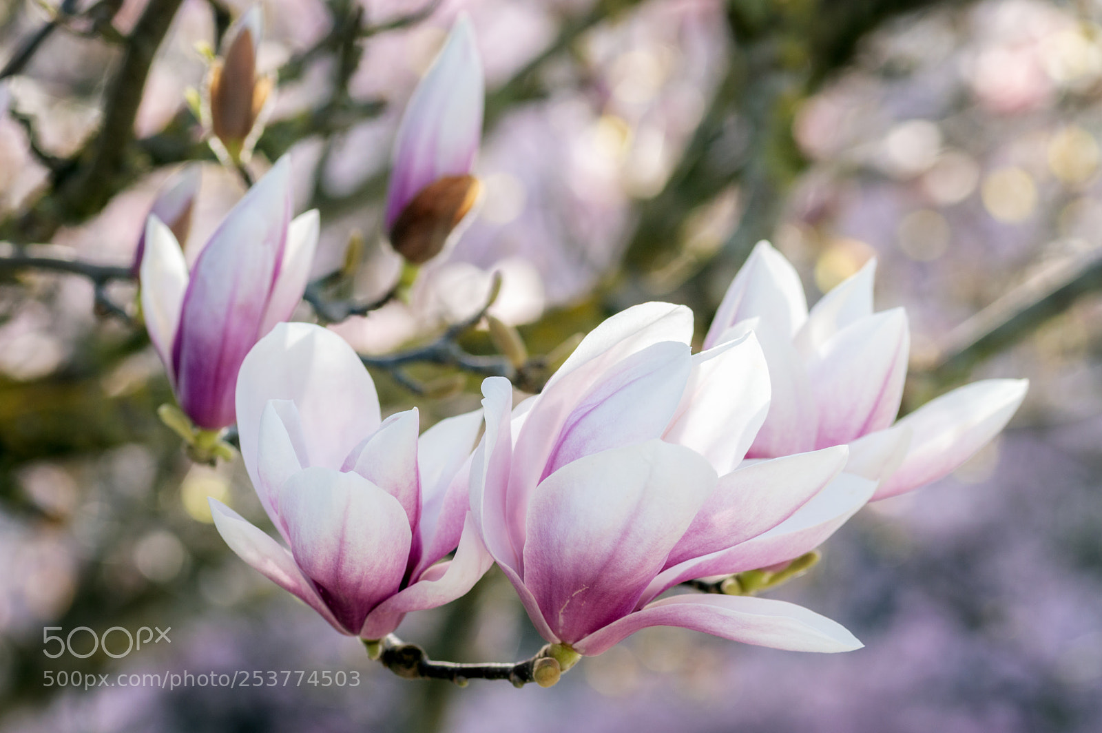 Nikon D3200 sample photo. Blooming magnolia photography