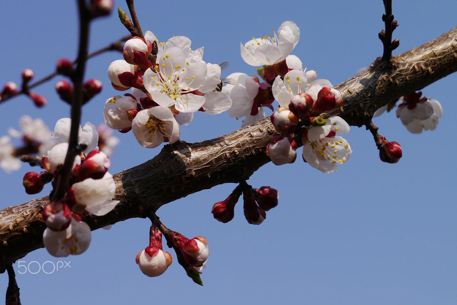 Panasonic Lumix DMC-GX1 sample photo. Spring cherry blossoms, pink flowers. photography