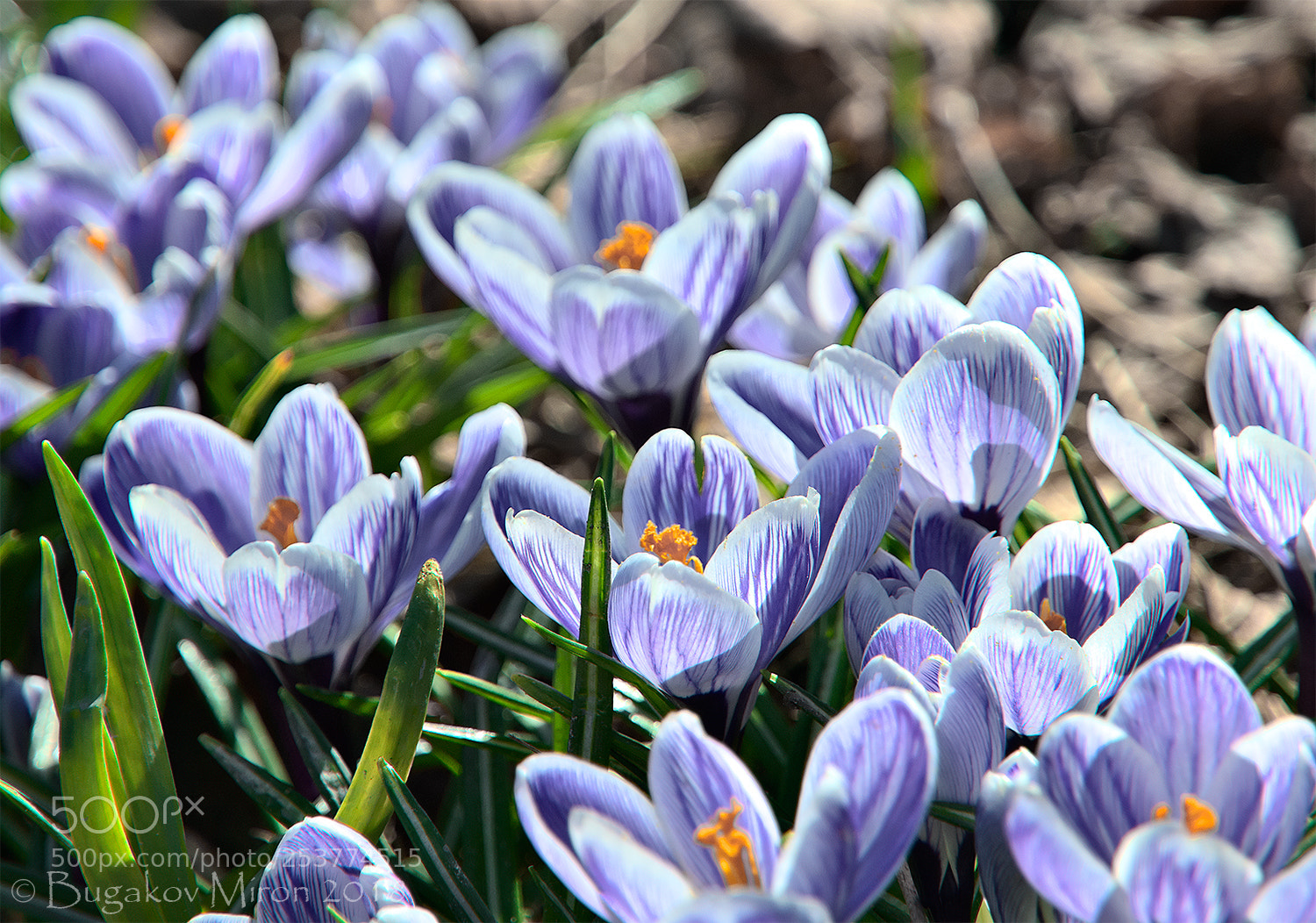 Nikon D300S sample photo. Heralds of spring photography