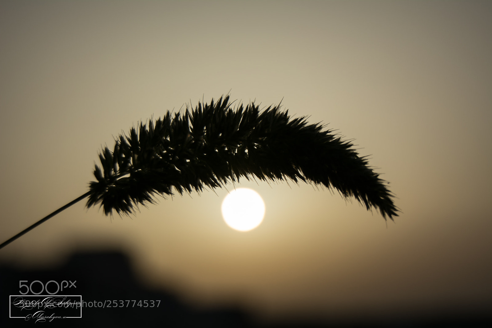Nikon D5200 sample photo. Untitled photography