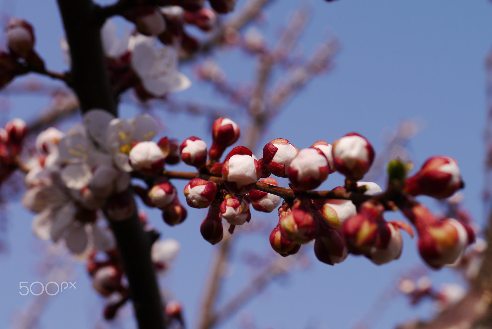 Panasonic Lumix DMC-GX1 sample photo. Spring cherry blossoms, pink flowers. photography