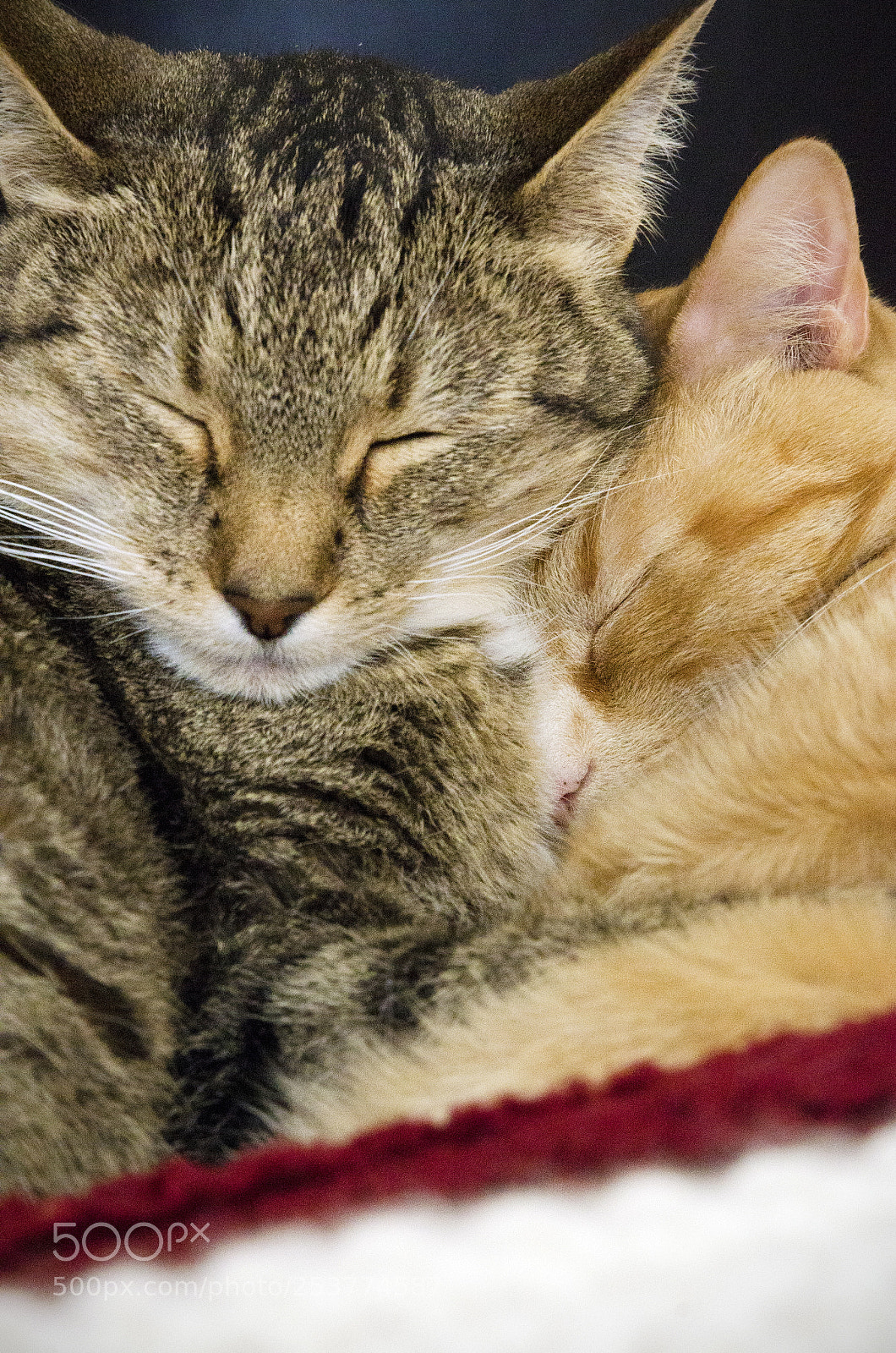 Nikon D7000 sample photo. Kitty cuddles photography